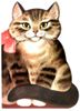 Котик-коток